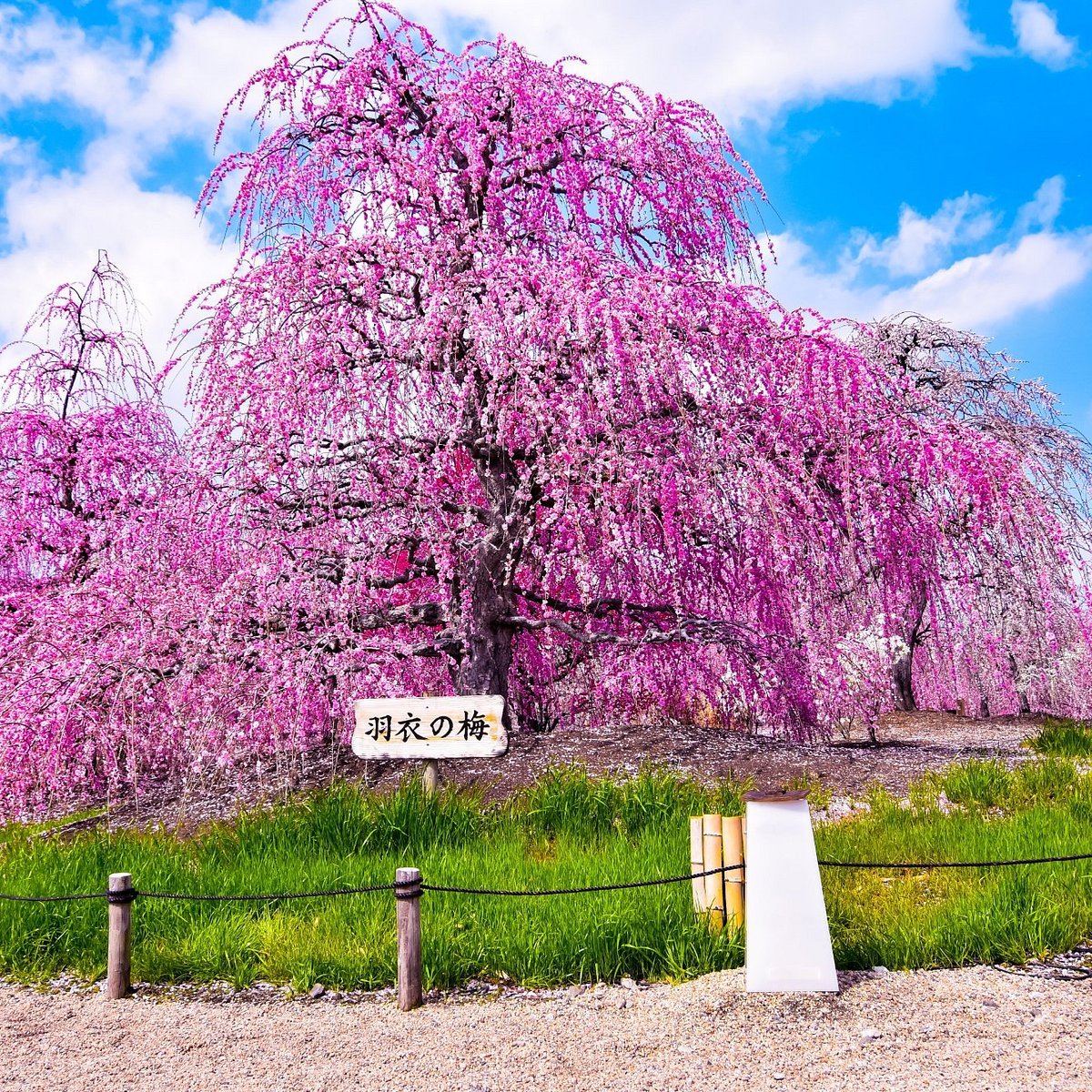 🌸 스즈카 숲 정원(스즈카노모리테이엔) 이미지 5